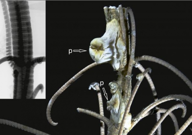 Skamieniałości liliowców