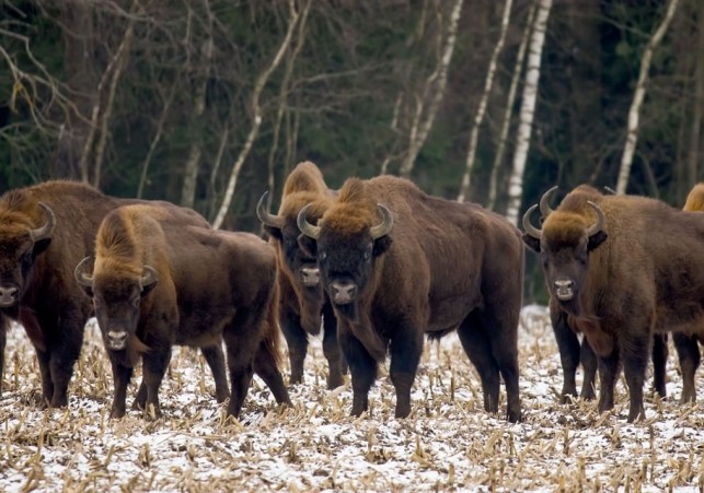 zubry w puszczy bialowieskiej