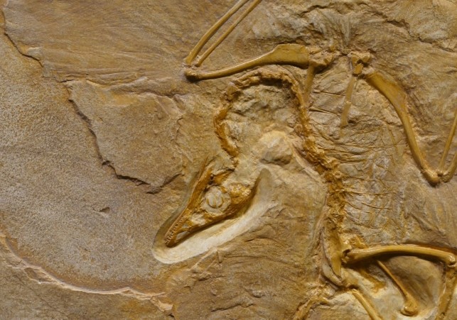 skamieliny